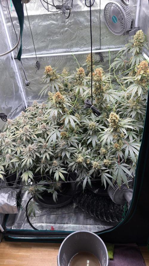 Acapulco Gold - Lemon Shining SilverHaze. Week 15