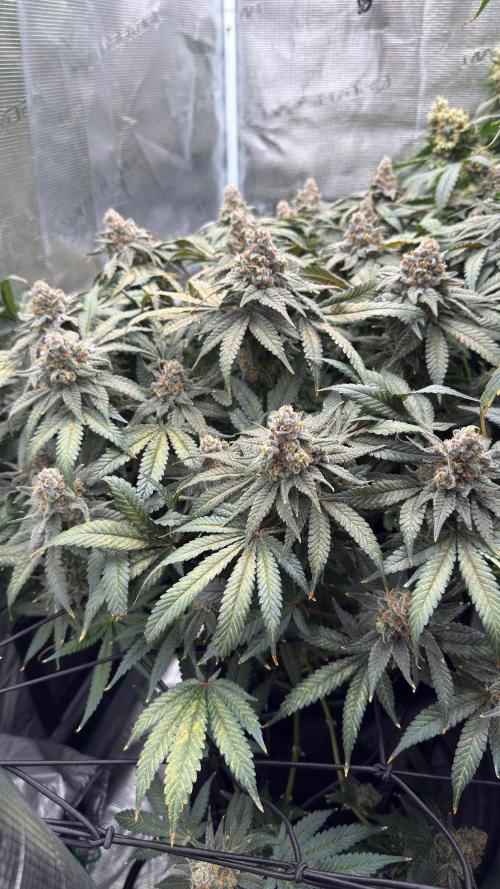 Acapulco Gold - Lemon Shining SilverHaze. Week 15