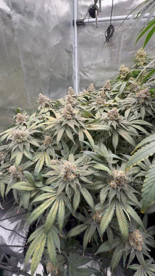 Acapulco Gold - Lemon Shining SilverHaze