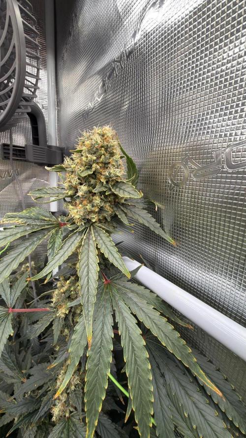 Acapulco Gold - Lemon Shining SilverHaze. Week 16