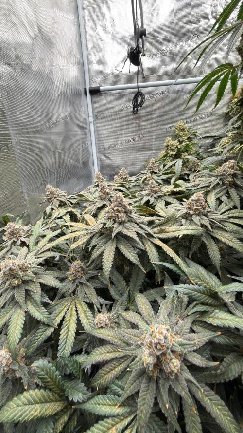 Acapulco Gold - Lemon Shining SilverHaze. Week 16
