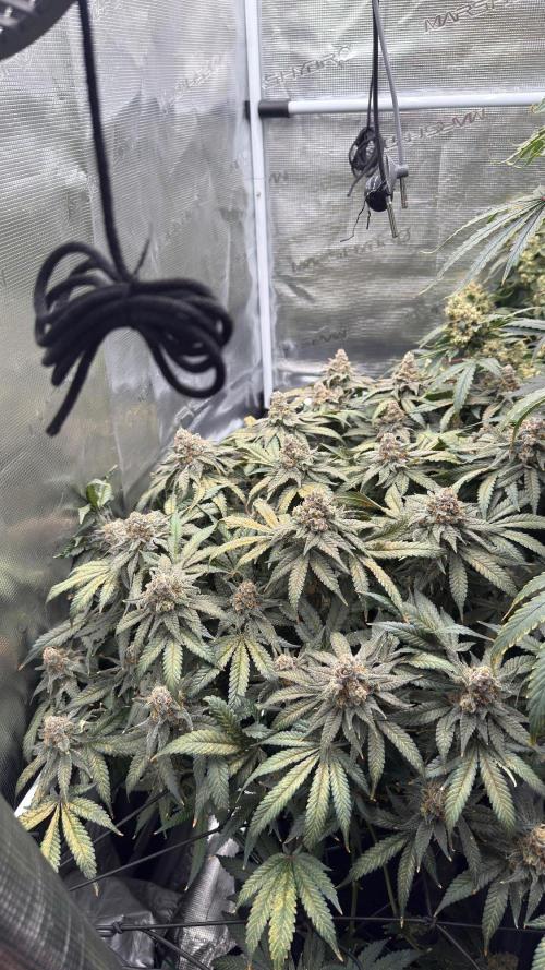 Acapulco Gold - Lemon Shining SilverHaze. Week 16