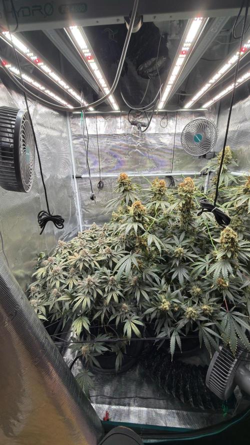 Acapulco Gold - Lemon Shining SilverHaze. Week 16