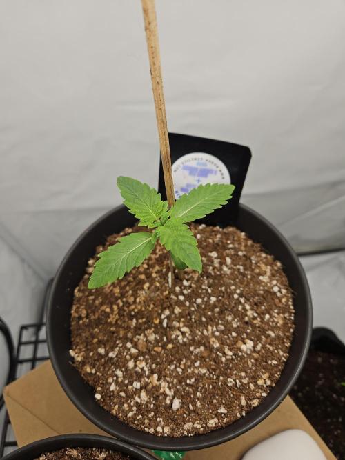 Coco grow let's try it. Week 1