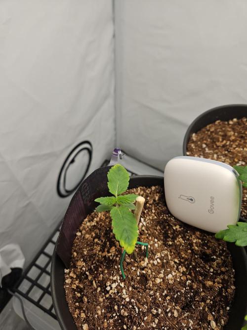 Coco grow let's try it. Week 1