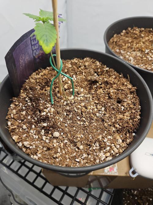 Coco grow let's try it. Week 1