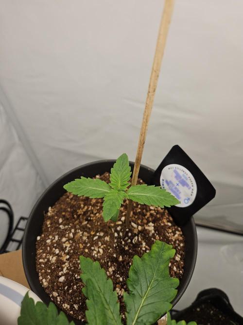 Coco grow let's try it. Week 1