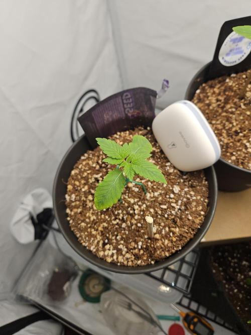 Coco grow let's try it. Week 3