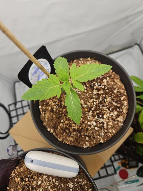 Coco grow let's try it. Week 3