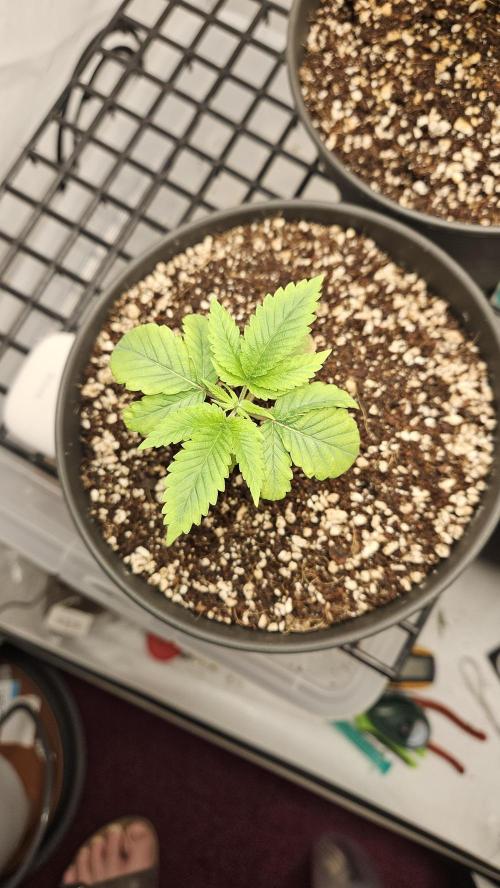 Coco grow let's try it. Week 4