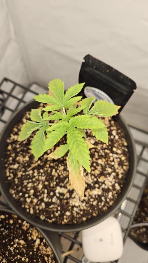 Coco grow let's try it. Week 5