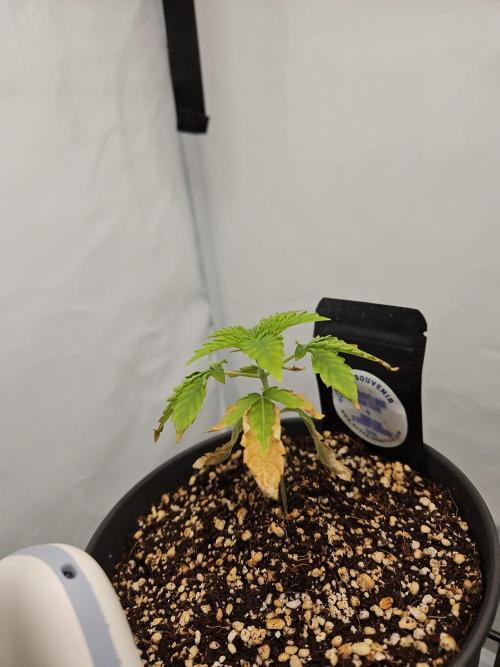 Coco grow let's try it. Week 5