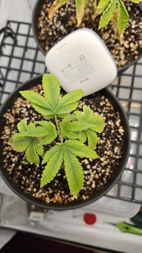 Coco grow let's try it. Week 5