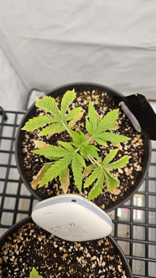 Coco grow let's try it. Week 5