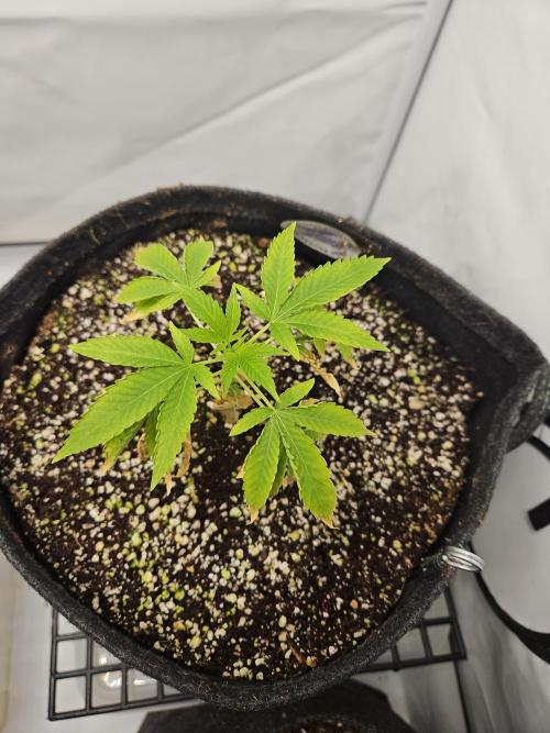 Coco grow let's try it. Week 6