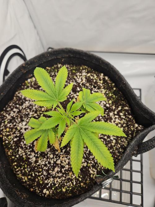Coco grow let's try it. Week 6