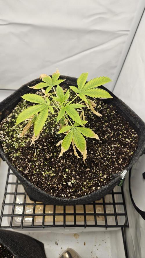 Coco grow let's try it. Week 6