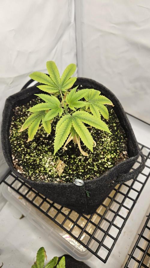 Coco grow let's try it. Week 6