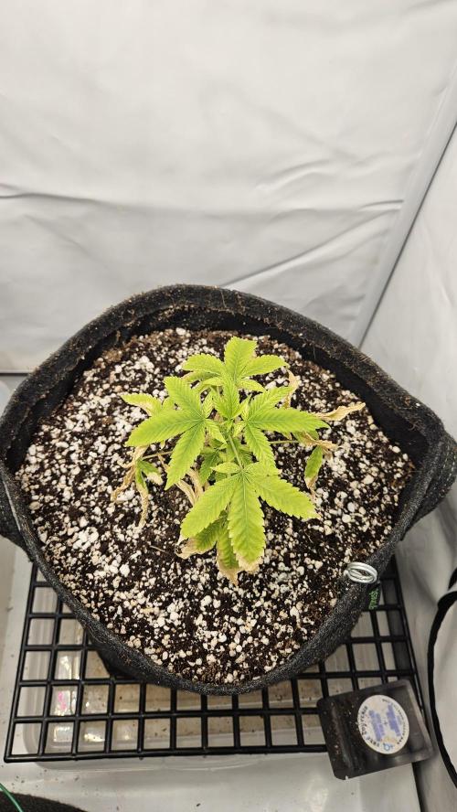 Coco grow let's try it. Week 7