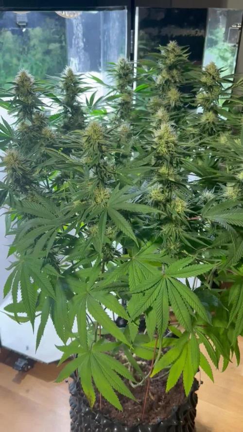 CBD Mazar micro Phenohunt