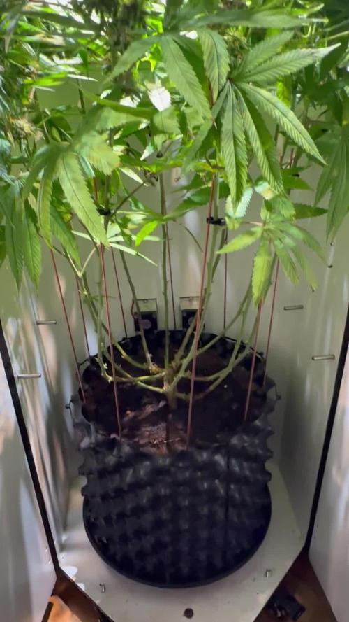 CBD Mazar micro Phenohunt