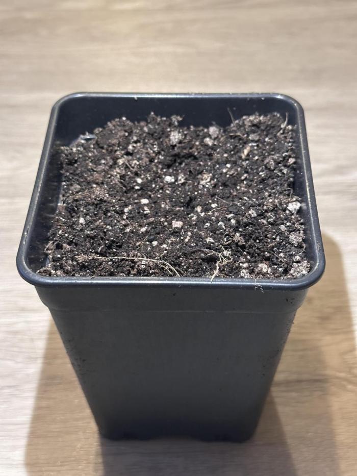 2THOUSAND26. Week 0 - 22.01 - The seed with 1cm root was put into the soil. 