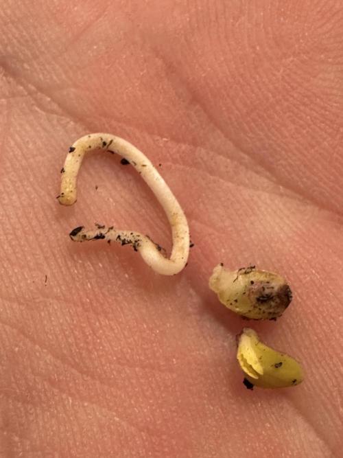 2THOUSAND26. Week 0 - 25.01 - NOOO! I had to take a new seed, because this one broke. 