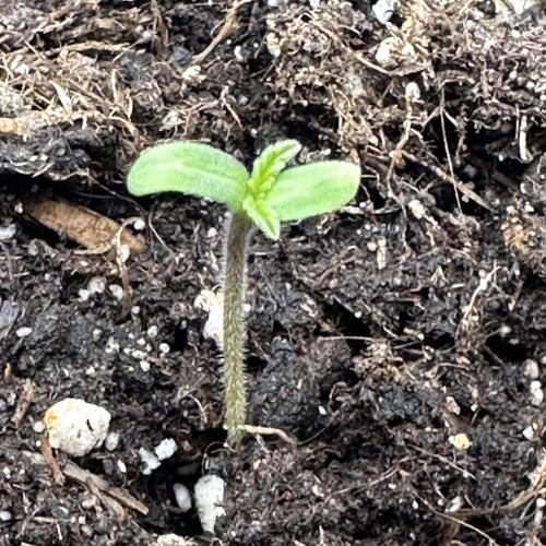 2 Roswell Code 2026. Week 0 - 2 days old 