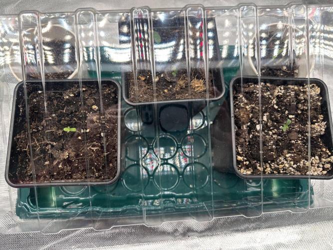 2 Roswell Code 2026. Week 0 - Growing in a humidity dome alongside other plants 