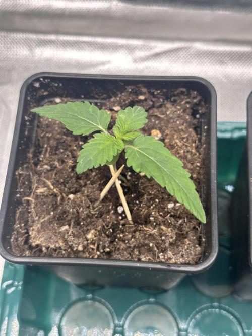 2 Roswell Code 2026. Week 0 - Toothpicks to help grow straight up 