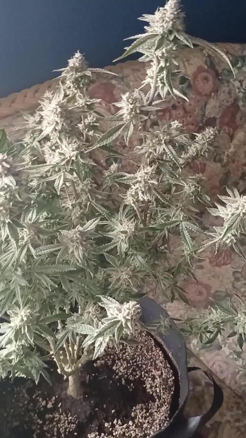 MN rookie grower Sherbert Queen Automatic