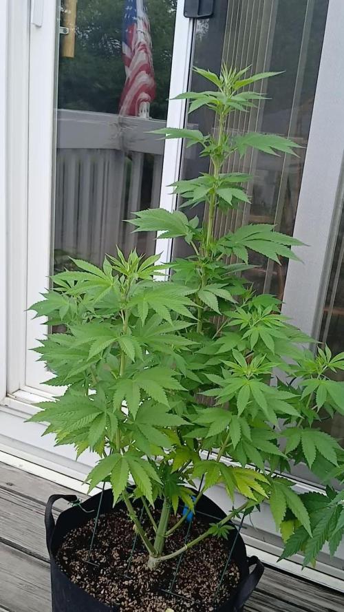 Outdoor OG KUSH