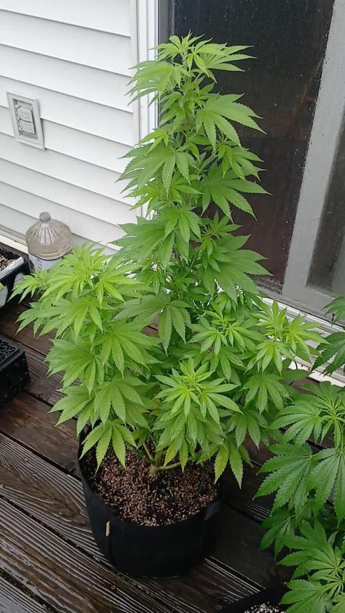 Outdoor OG KUSH