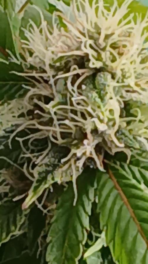 Outdoor OG KUSH