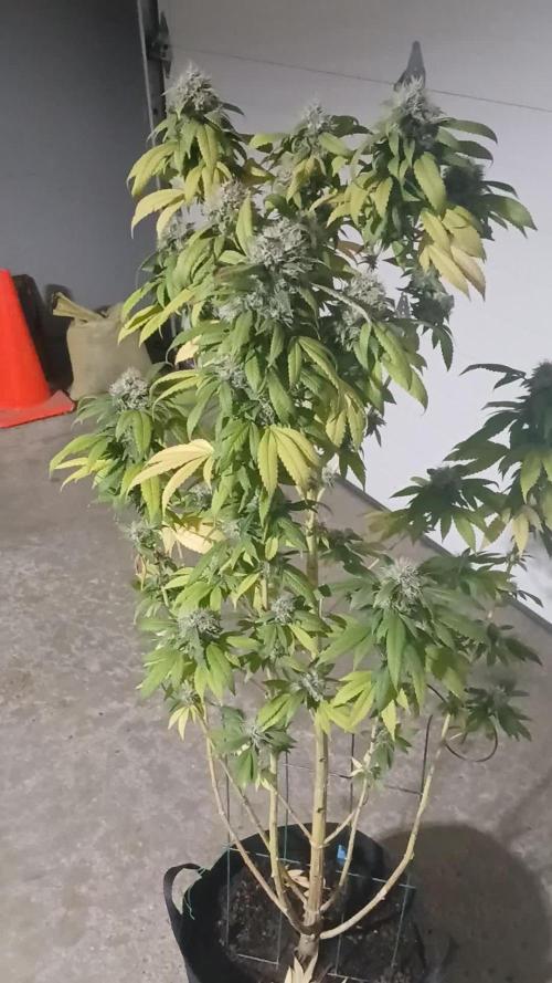 Outdoor OG KUSH