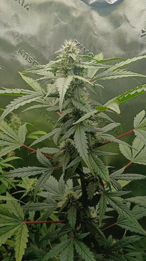 Puppy Love Mephisto Genetics
