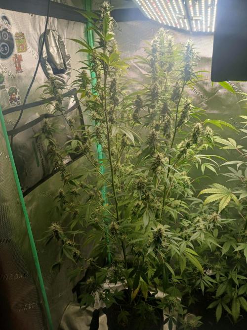 Jealousy Auto Zamnesia. Week 10