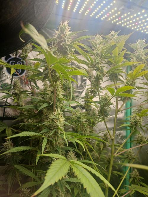 Jealousy Auto Zamnesia. Week 10