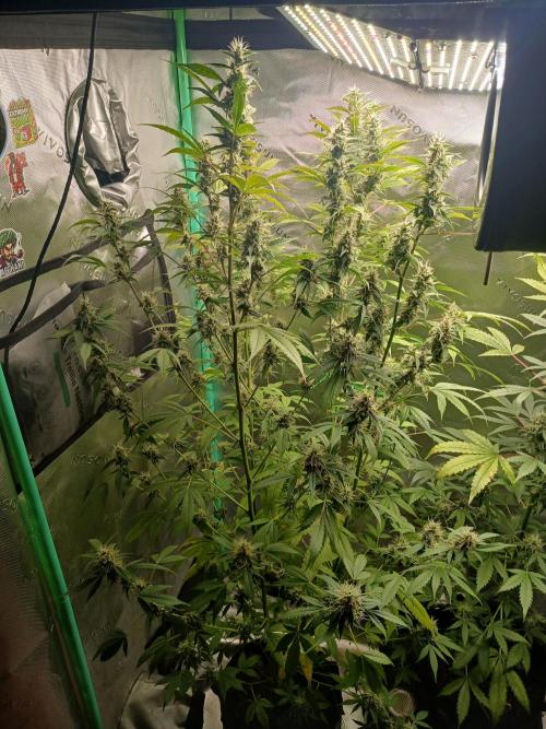 Jealousy Auto Zamnesia. Week 10
