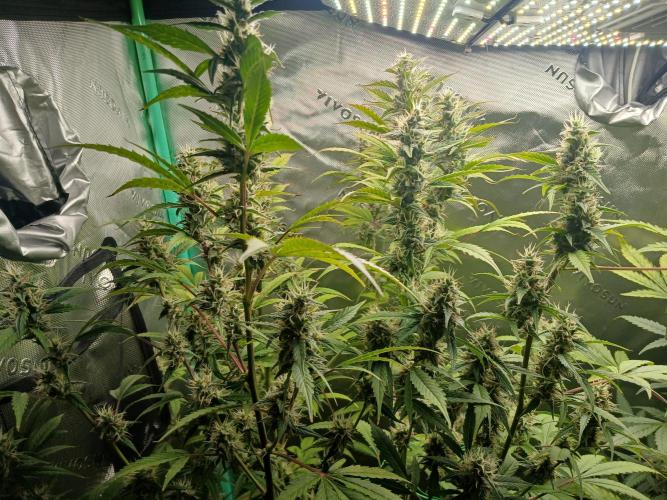 Jealousy Auto Zamnesia. Week 10