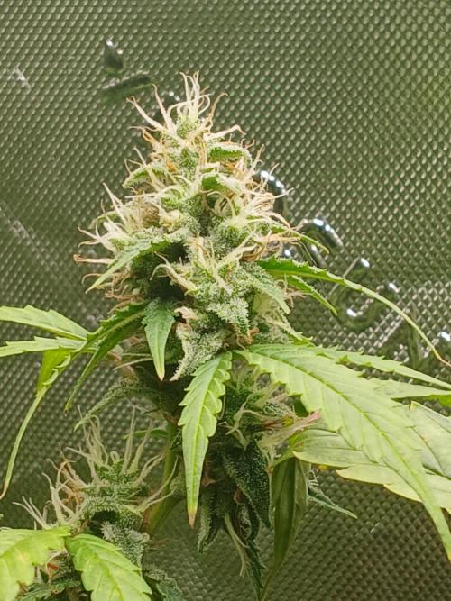 Jealousy Auto Zamnesia. Week 10