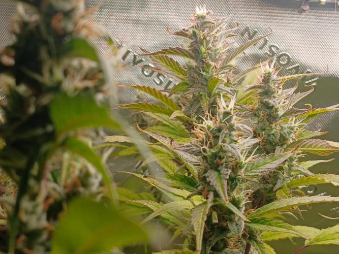 Jealousy Auto Zamnesia. Week 10