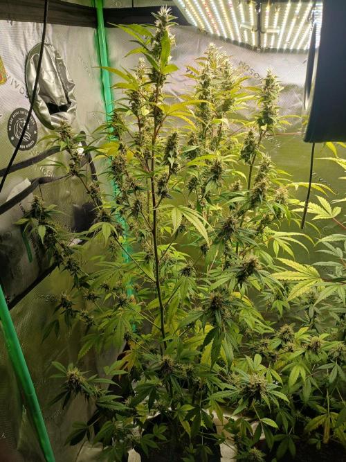 Jealousy Auto Zamnesia. Week 10