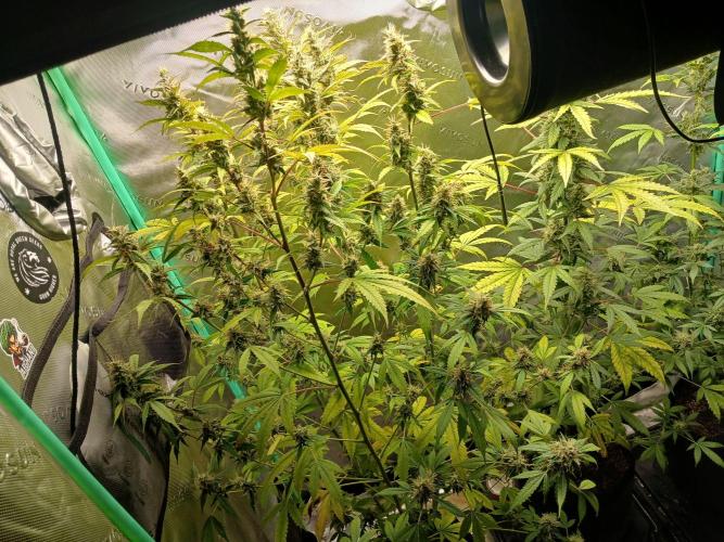 Jealousy Auto Zamnesia. Week 10