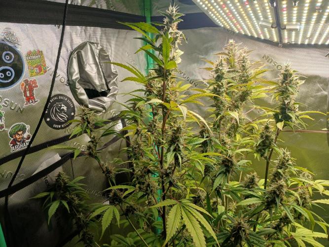 Jealousy Auto Zamnesia. Week 10