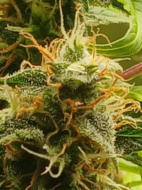 Jealousy Auto Zamnesia. Week 10