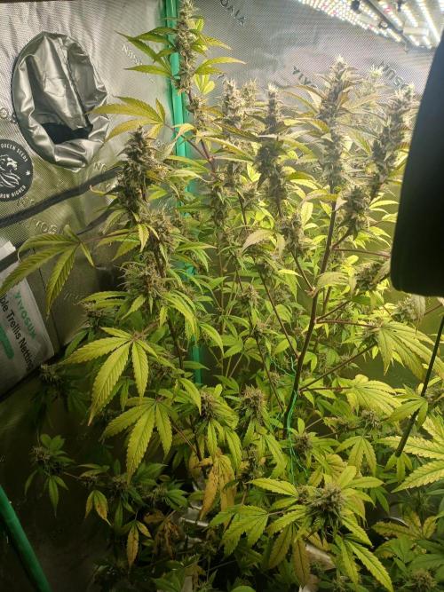 Jealousy Auto Zamnesia. Week 10