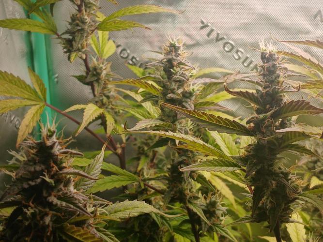 Jealousy Auto Zamnesia. Week 10