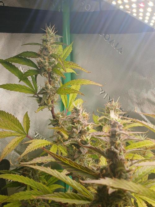 Jealousy Auto Zamnesia. Week 10