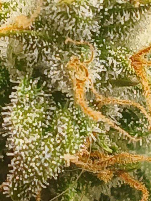 Jealousy Auto Zamnesia. Week 10